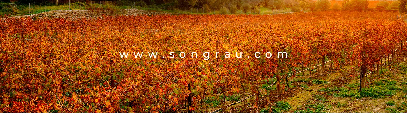 Viñedo con hojas otoñales en tonos naranjas y la url songrau.com superpuesta
