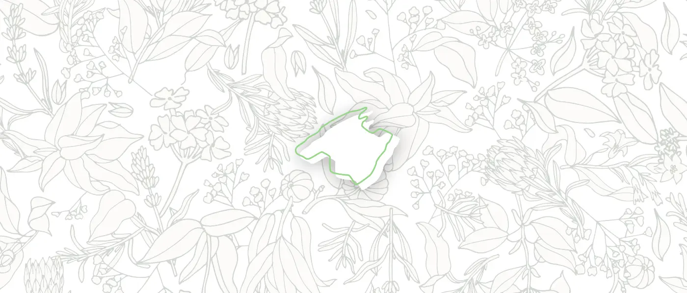 Adhesive die-cut with the logotype's outline over a botanical illustration background