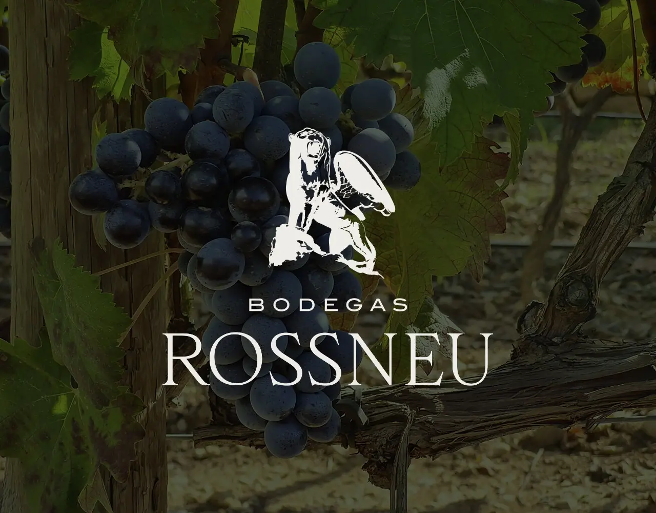 Web Design for Bodega Rossneu