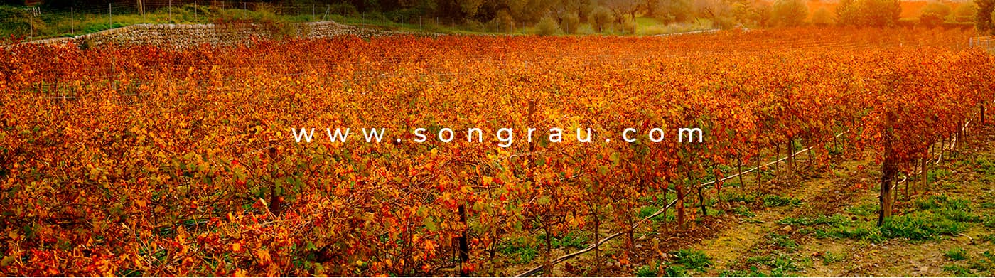 Viñedo con hojas otoñales en tonos naranjas y la url songrau.com superpuesta