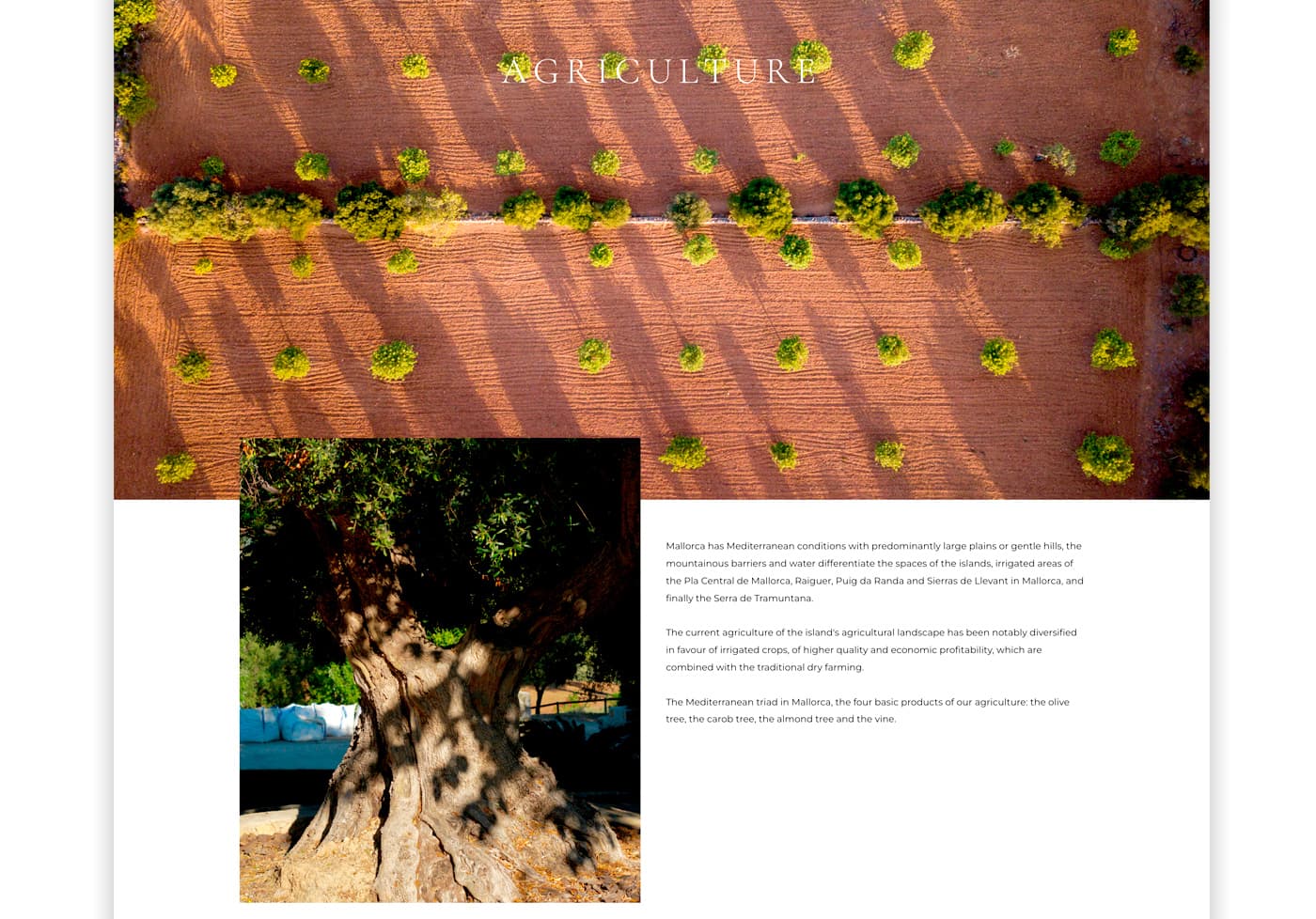 Pàgina d'Agricultura amb vista aèria d'un olivar i detall d'un tronc