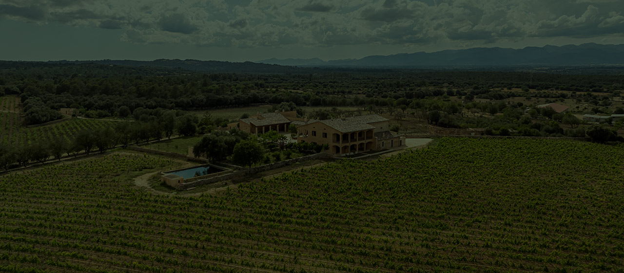 Diseño web para Bodegas Rossneu, vinos ecologicos en el corazon de Mallorca